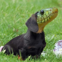 Dachsssshund