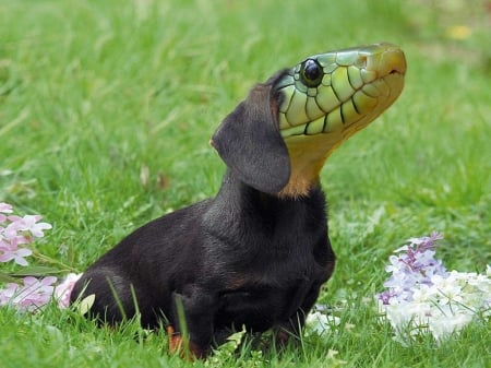 Dachsssshund - dog, Dachsshund, snake, hybrid