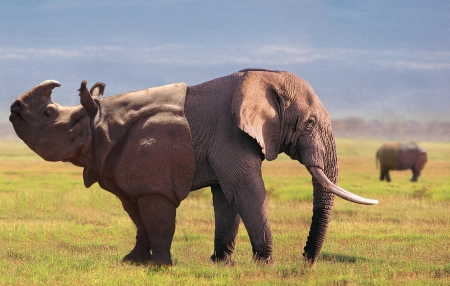 Hybrid elephant rhino - hybrid, rhinoceros, animal, elephant