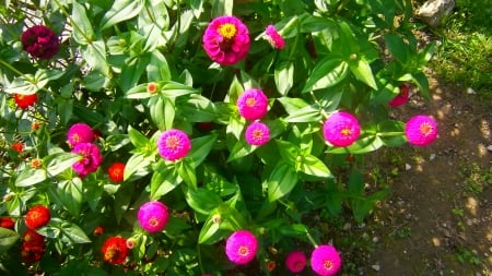 Nice little red and purple flowers - beautiful, outdoor, photo, cool, plant, flowers, nature, purple, red, garden, nice