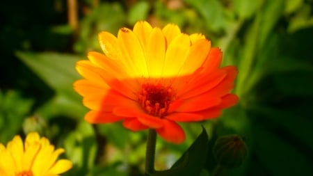 Nice little orange flower - flower, outdoor, plant, beautiful, photo, yellow, garden, nice, orange, nature