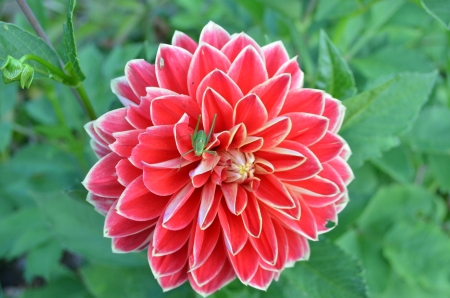 Dahlia - garden, petals, plant, blossom, leaves