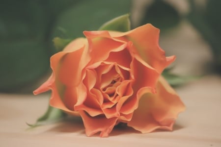 Lovely Flower - orange, flower, petals, rose