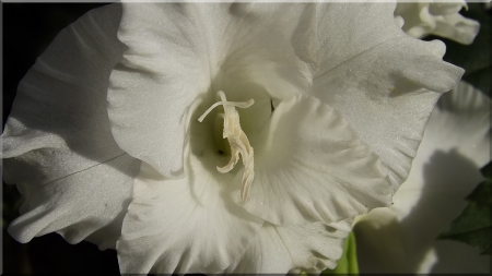 Gladiola in the morning sun - late summer blooms, closeup photo, beautiful flowers, white gladiola