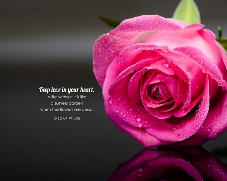 Keep love in your heart - bible verse, rose, flower, pink