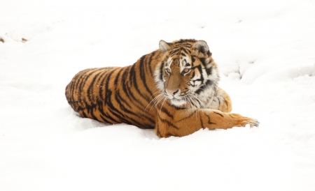 Tiger - adorable, cute, animals, tigers