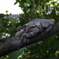 Tree frog in the lilacs