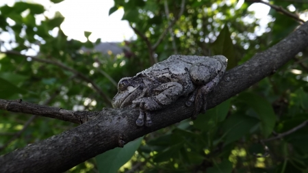 Tree frog in the lilacs