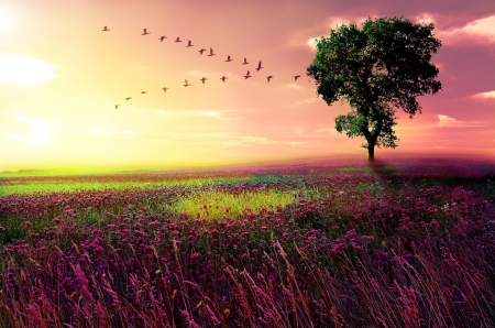 Spring - nature, sky, tree, sunset