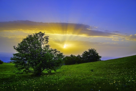 New dawn - nature, sky, dawn, tree, sunset