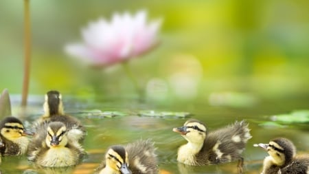 Ducklings - bird, lotus, duckling, green, cute, pasare, flower