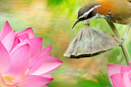 Bird - bird, lotus, green, pasare, flower, pink