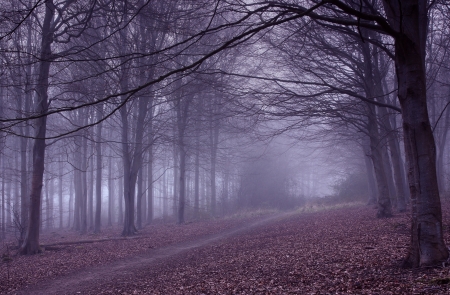 Purple forest - autumn, purple, woods, forest, tree, mist