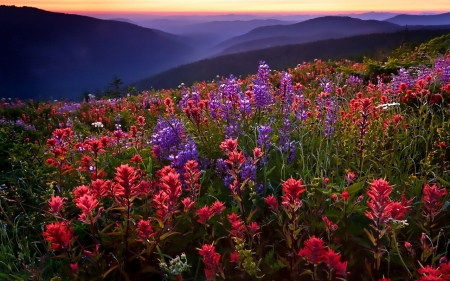 Flower Field - pretty, Field, Nature, Flowers