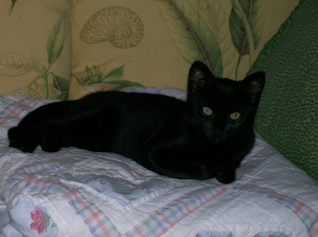 Delilah - Animals, Pets, Black, Cats