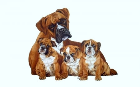 Boxer Family