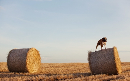 Boxer In Field - boxer, cute, animals, dog