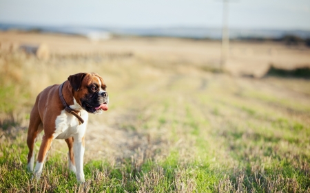 Boxer - dogs, boxer, cute, animals