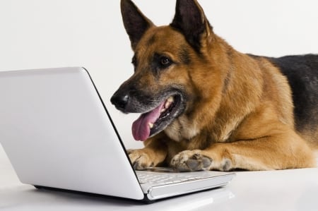 Dogs.Com - dogs, funny, animals, german shepherd