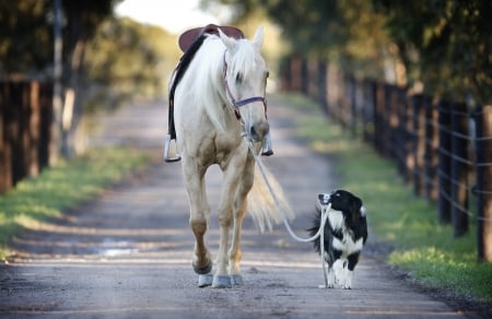 Blind Horse - horses, animals, dogs, cute