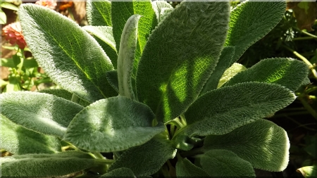 Sun shining through fuzzy plant leaves. - morning sun on the plants, fuzzy leaves, lambs ear perhaps, sun shining through green plant leaves