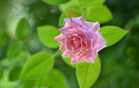 ROSE - leaves, petals, pink, green