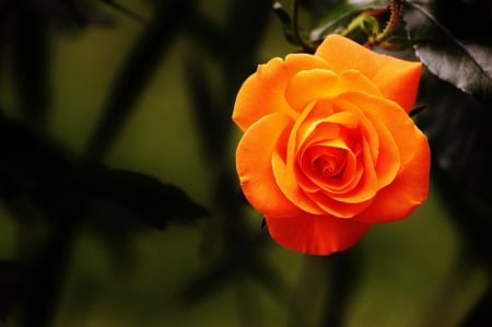 ROSE - leaves, petals, nature, stem