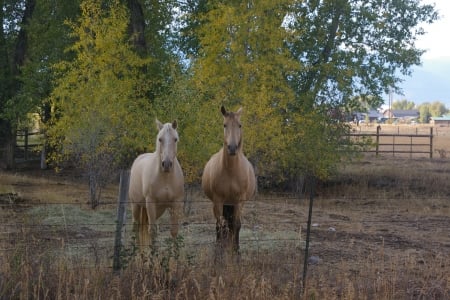 Horses in Teton Valley, Idaho - Scenic, Rural Living, County Roads, Horses