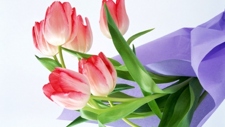 TULIPS - leaves, stems, petals, colors