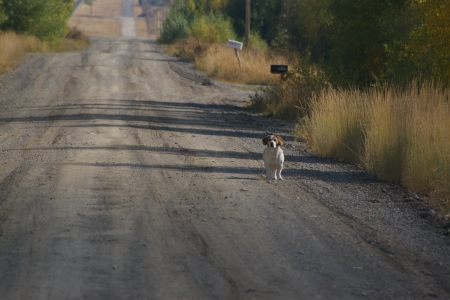 Greetings on the County Road - county roads, scenic, mountains, rural living, fall colors