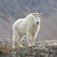 Mountain Goat Beartooth Mountains, Wyoming