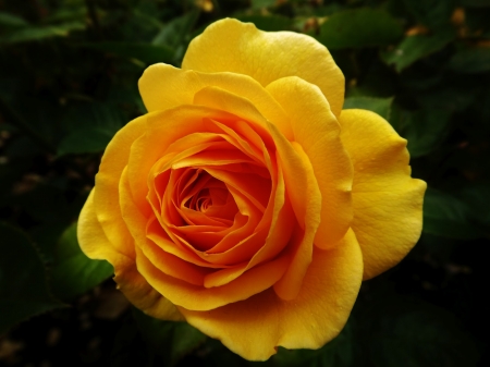 ROSE - leaves, yellow, petals, green