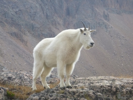 Female Mountain Goat watching over Kids, Wyoming - wildlife, picuresque, scenic, mountains, goats