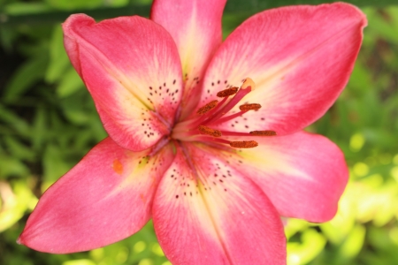 LILY - leaves, petals, nature, colors