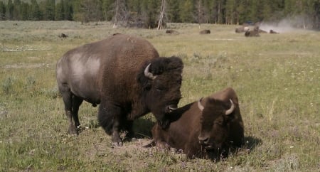 Bull and Cow American Bison, Yellowstone, Wyoming - wildlife, national parks, tourism, big game