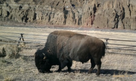 American Bison North Fork, Wapiti, Wyoming - tourism, mountains, american bison, big game, buffalo, scenic