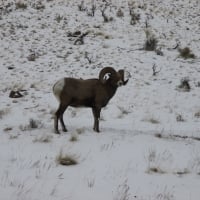 Bighorn Sheep, Cody, Wyoming