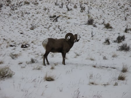 Bighorn Sheep, Cody, Wyoming - winter, wildlife, mountains, big game