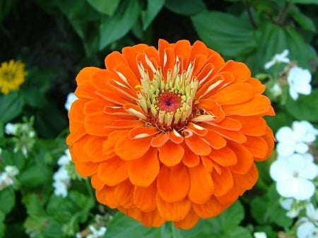 ZINNIA - flowers, leaves, petals, colors