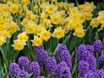 DAFFODILS AND HYACINTHS