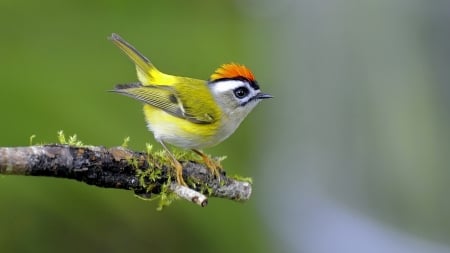 GOLDCREST - wings, colors, limb, feathers