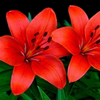 LILLIES