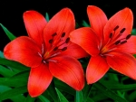 LILLIES