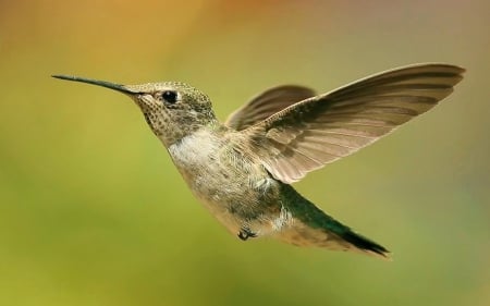 HUMMINGBIRD - wings, colors, flight, feathers