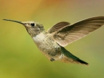 HUMMINGBIRD