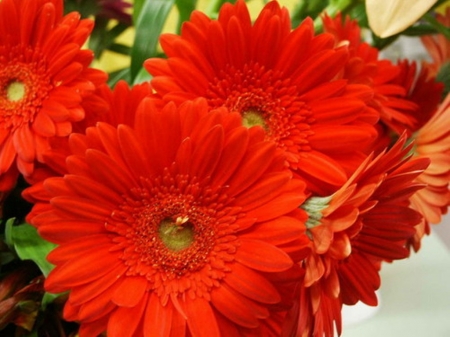 GERBERAS - daisies, leaves, petals, colors