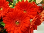 GERBERAS