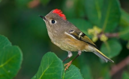 RUBY-CROWNED KINGLET - leaves, wings, feathers, branch