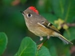 RUBY-CROWNED KINGLET