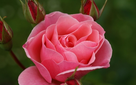 ROSE - leaves, petals, pink, green